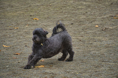 High angle view of black dog on field