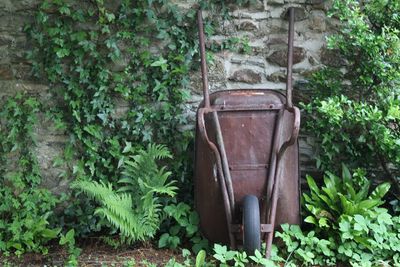 Potted plants in yard