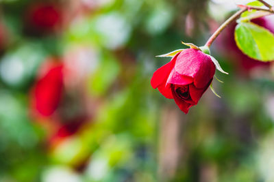 Close-up of red rose on plant