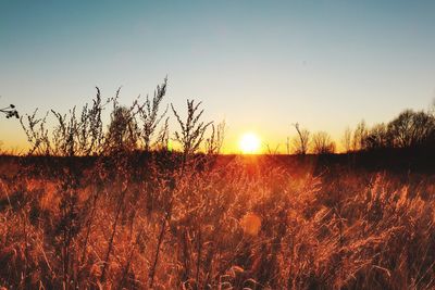 Plants growing on field against sky during sunset