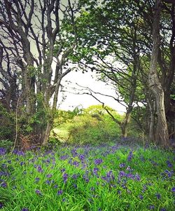 Plants growing on field