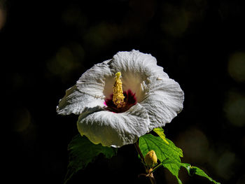 Close-up of white flowering plant