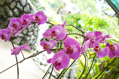 Low angle view of pink flowers blooming on tree