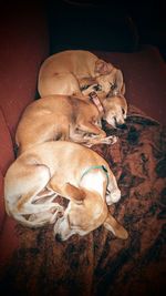 High angle view of dog sleeping