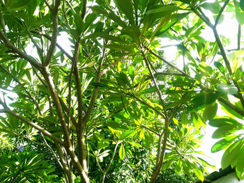 Low angle view of bamboo tree