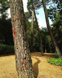 Trees in park