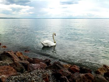 White swan swimming on shallow sea water