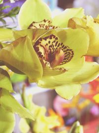 Close-up of yellow flowers blooming outdoors