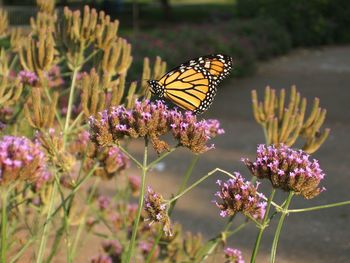 Close-up of butterfly on pink flower