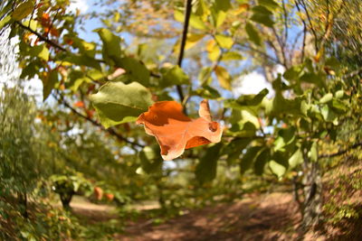 Close-up of maple leaf on tree during autumn