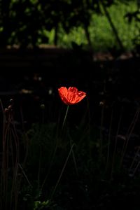 Close-up of red poppy blooming in field