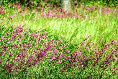 Pink flowers blooming in field