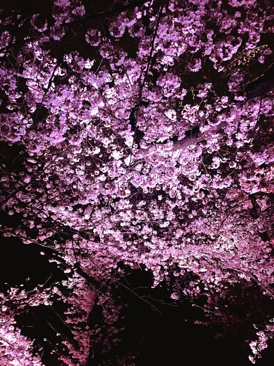 LOW ANGLE VIEW OF PURPLE FLOWERING TREE