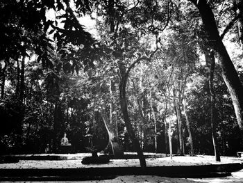 Trees in park