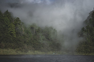 Scenic view of waterfall in forest