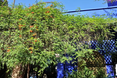 Low angle view of flowering plants against blue sky