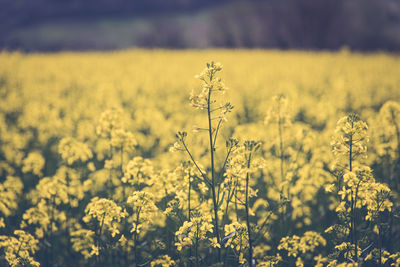 Scenic view of oilseed rape field