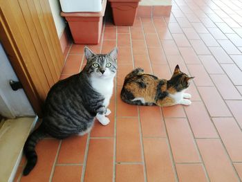 High angle view of cat sitting on tiled floor