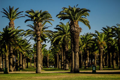 Palm trees on field against clear sky