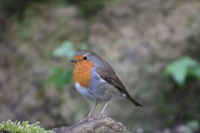 Close-up of bird perching on branch