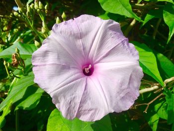 Close-up of flower blooming outdoors