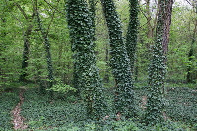 Pine trees in forest