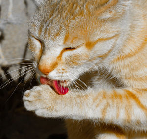 Close-up of a cat