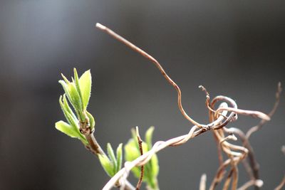 Close-up of plant