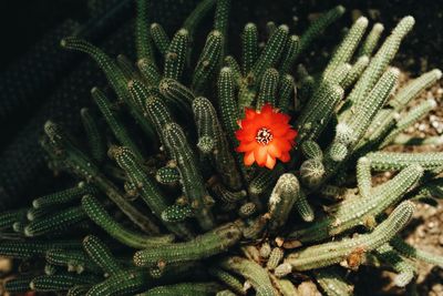 High angle view of flowering plant