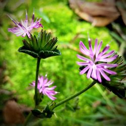 Close-up of purple flower blooming outdoors