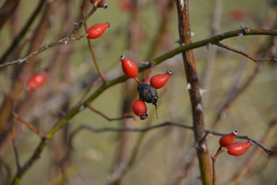 Close-up of red berries growing on tree