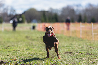 Dog running straight on camera and chasing coursing lure on green field