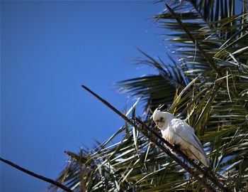 Low angle view of bird perching on plant against sky
