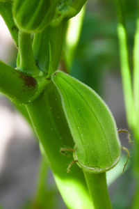 Close-up of green plant