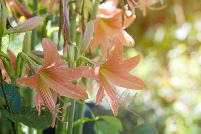 Close-up of wet red flowering plant