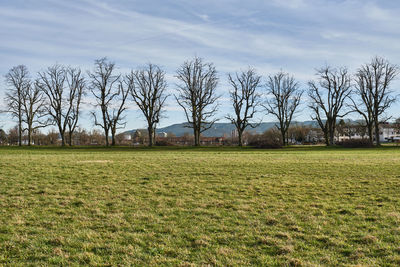 Bare trees on field against sky