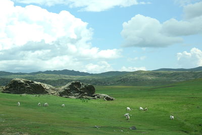 Cows grazing on field against sky