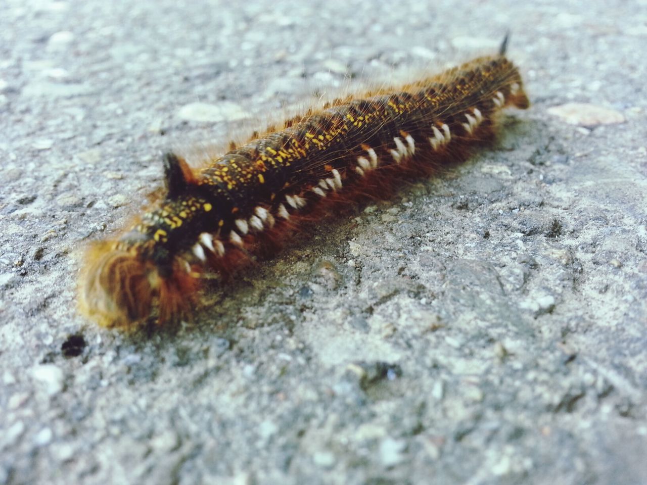 Caterpillar
