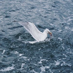 High angle view of seagull flying over sea