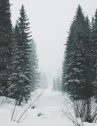 Trees against clear sky during winter