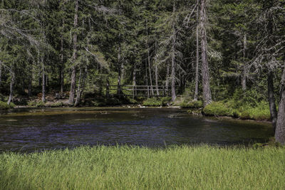 Scenic view of lake in forest