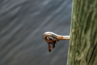 Close-up of rusty metal
