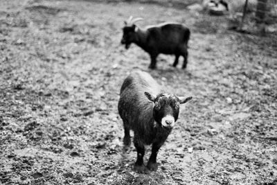 High angle view of a goat