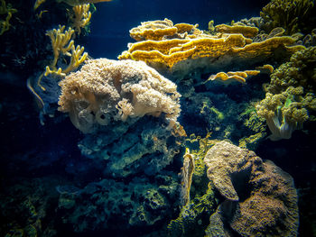 Close-up of fish swimming in sea