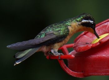 Close-up of insect on white background