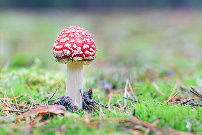 fungus