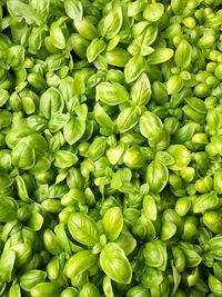 Full frame shot of vegetables