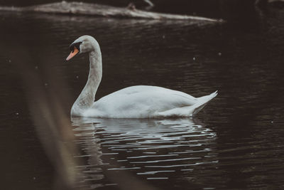 Swan swimming in lake