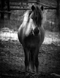 Close-up of horse standing outdoors