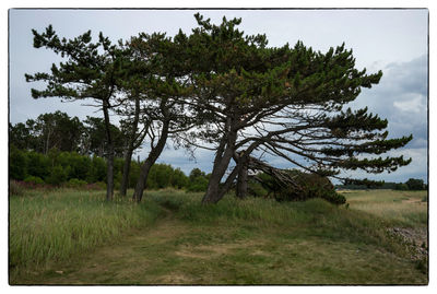 Trees growing on field